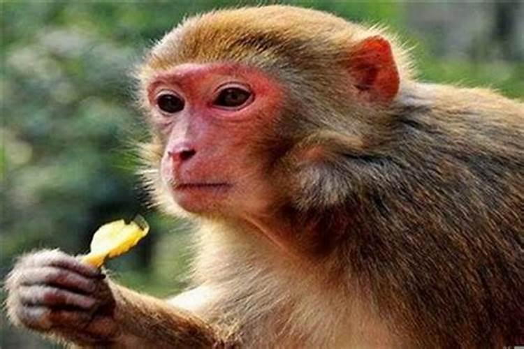 56年出生的猴的寿命