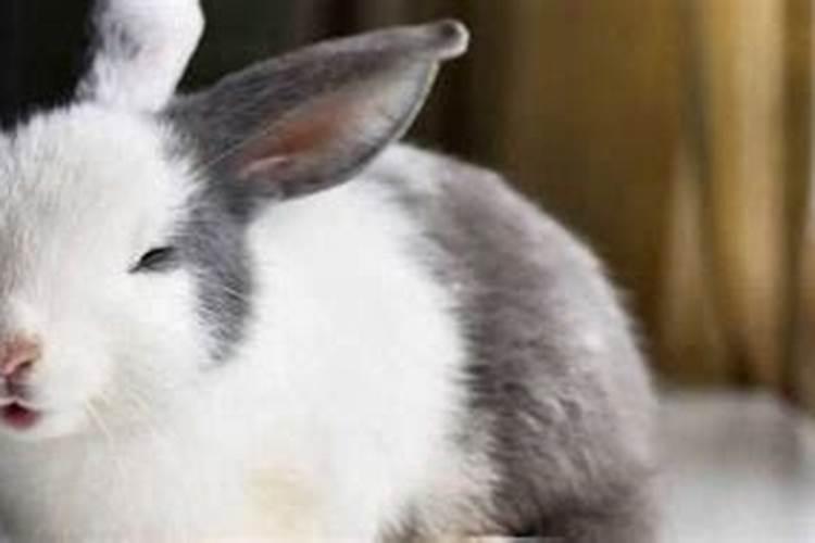 兔子的寿命有多少年？